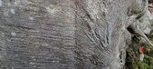 Enlarge photo 151