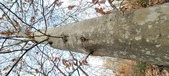 Enlarge photo 155