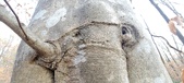Enlarge photo 161