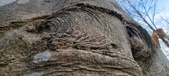 Enlarge photo 160