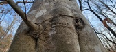 Enlarge photo 166