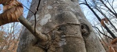 Enlarge photo 170