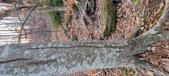 Enlarge photo 172