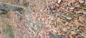Enlarge photo 184