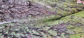 Enlarge photo 205