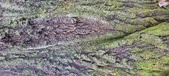 Enlarge photo 210
