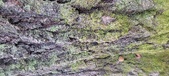 Enlarge photo 211