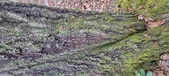 Enlarge photo 215