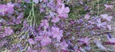 Enlarge photo 66
