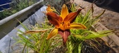 Enlarge photo 227