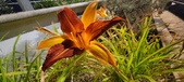 Enlarge photo 232