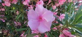 Enlarge photo 342