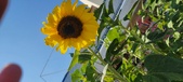 Enlarge photo 376