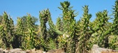 Enlarge photo 385