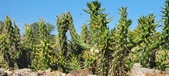 Enlarge photo 386
