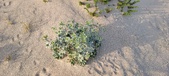 Algarve 3
