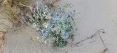Enlarge photo 59