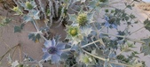 Enlarge photo 61