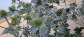 Enlarge photo 77