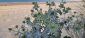 Enlarge photo 81