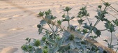 Enlarge photo 85