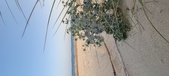 Enlarge photo 91