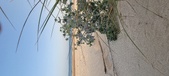 Enlarge photo 93
