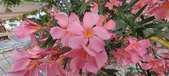 Enlarge photo 181