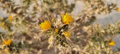 Enlarge photo 237