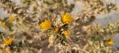 Enlarge photo 241