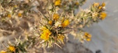 Enlarge photo 240