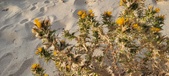 Enlarge photo 239
