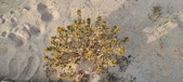 Enlarge photo 242