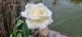 Enlarge photo 258