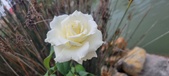 Enlarge photo 259
