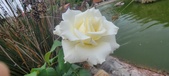 Enlarge photo 358