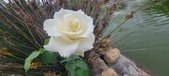 Enlarge photo 261