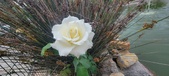 Enlarge photo 262