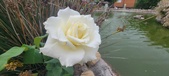 Enlarge photo 263