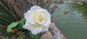 Enlarge photo 264