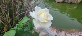 Enlarge photo 265