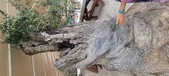 Enlarge photo 359