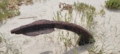 Enlarge photo 341
