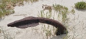 Enlarge photo 342