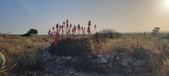 Enlarge photo 385