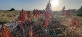 Enlarge photo 390