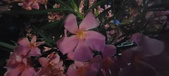 Enlarge photo 127