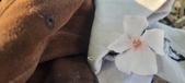 Enlarge photo 152