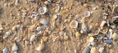 Enlarge photo 184