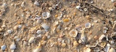 Enlarge photo 185